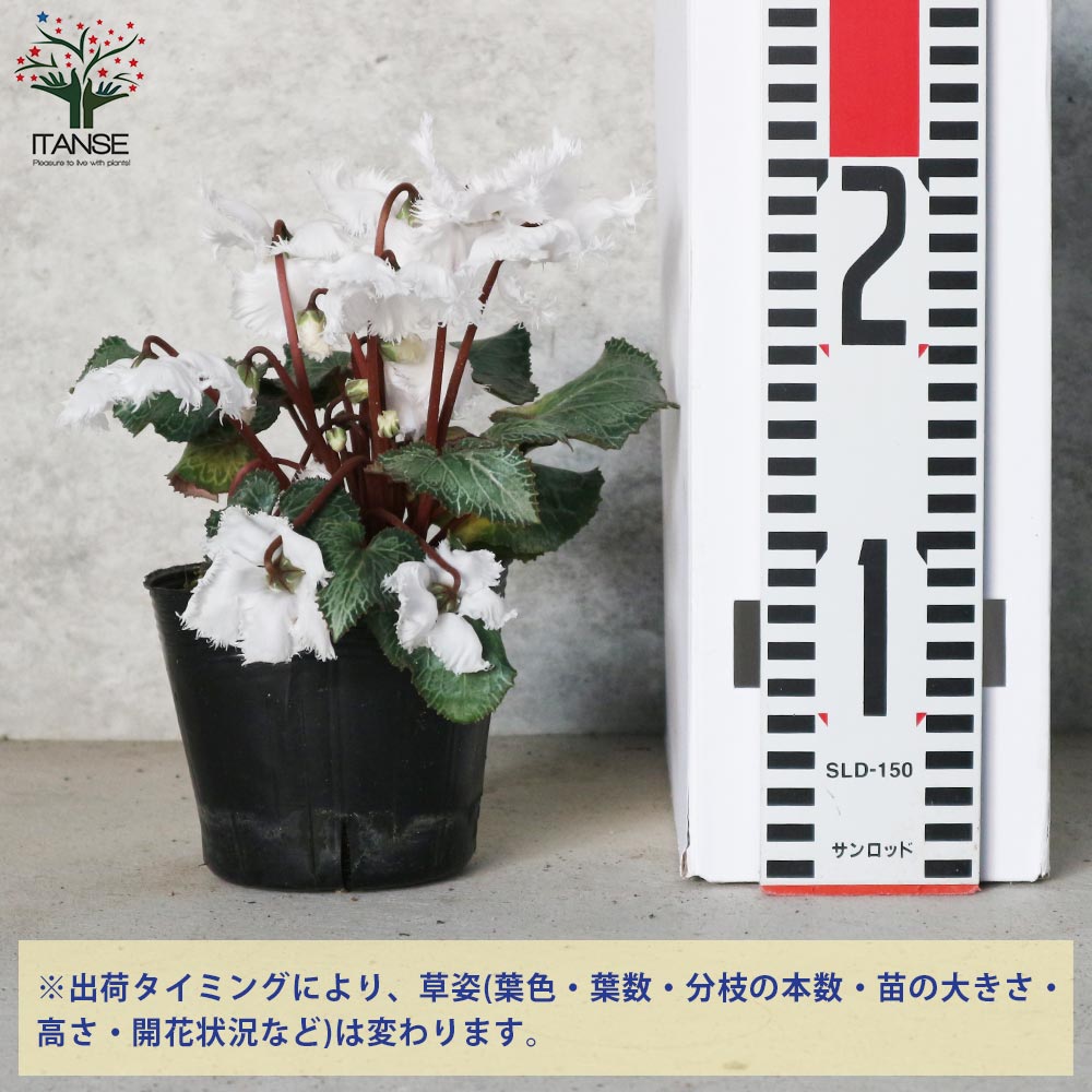 ELZA　クンシラン銘花交配４点セット テッサ×グロリア他３点 鉢花 シクラメン スクリュースター グリーンティアラ 3号 八重咲き