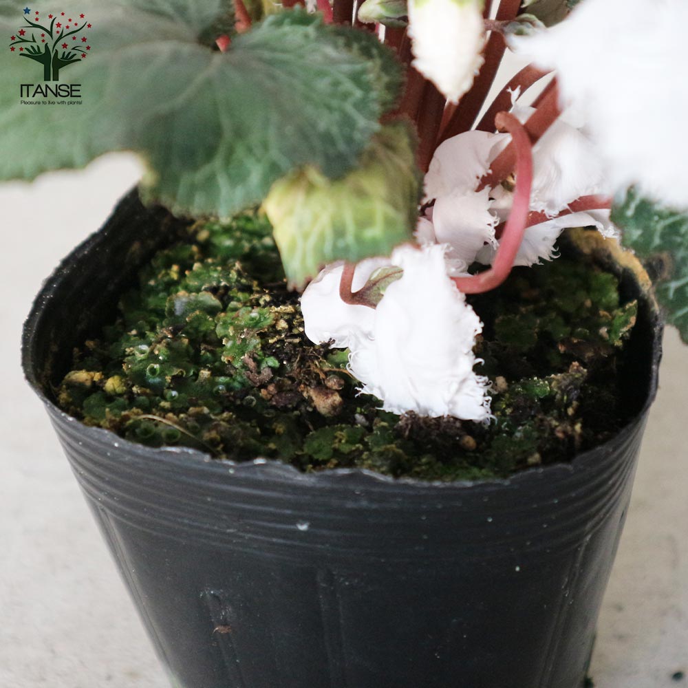 花冠 シクラメン・スワン【花苗 3.5～4号ポット苗】｜ 【植物のITANSE