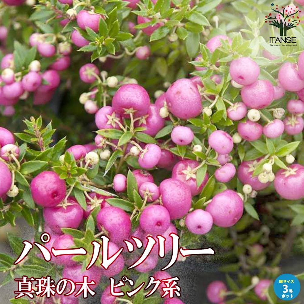 パールツリー (真珠の木) ピンク系【庭木 3号ポット苗 花木／低木