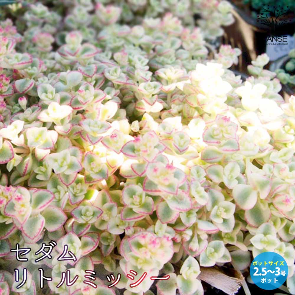 セダム・リトルミッシー 2.5～3号ポット苗2個～【花苗 2.5～3号ポット苗 多肉植物／グランドカバー】
