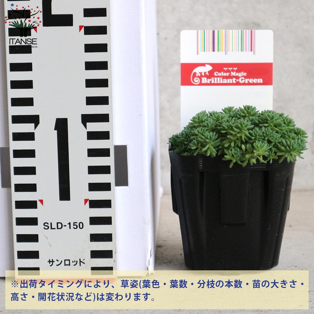 追加商品画像