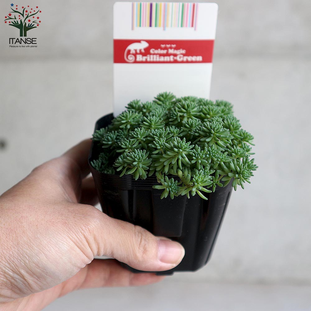 多肉♥️コンパクツム♥️3カット苗♥️ 多肉♥️コンパクツム♥️3カット苗♥️ 多肉♥️コンパクツム♥️3