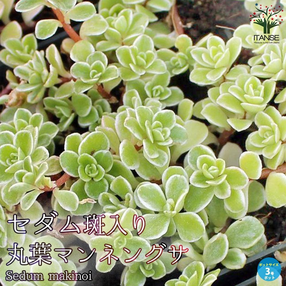 セダム・斑入り丸葉マンネングサ2個～【花苗 3号ポット苗 多肉