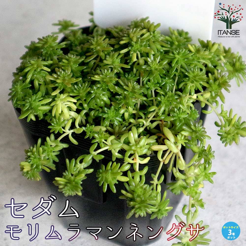 10カット】レアセダム『斑入りモリムラマンネングサ』根なし 2㌢位の長