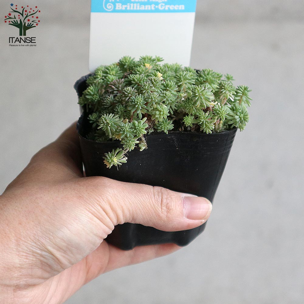 セダム・斑入りパリダム2個～【多肉植物 3号ポット苗 グランドカバー