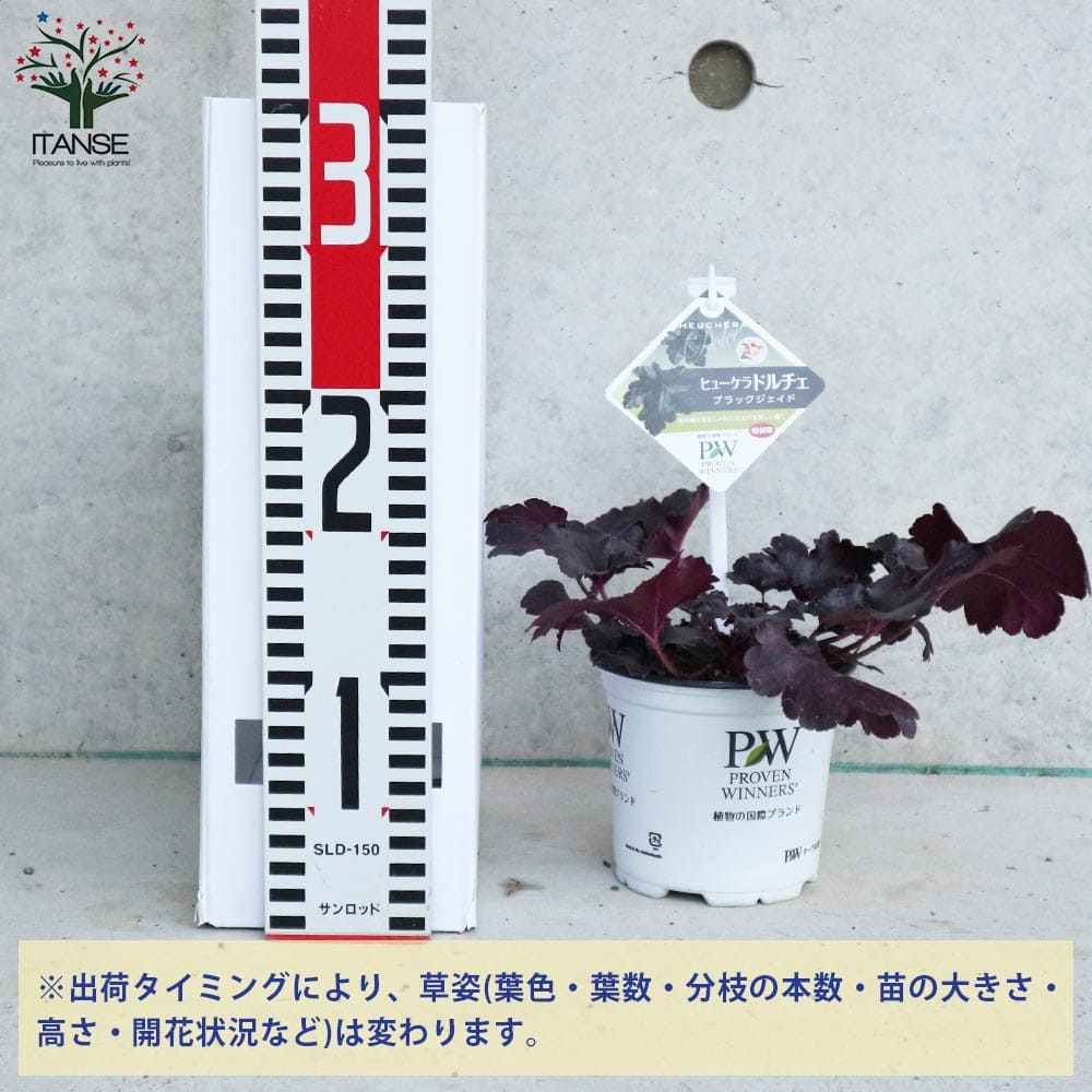 ヒューケラ・ドルチェ ブラックジェイド 【花苗 10.5cmポット苗 カラー