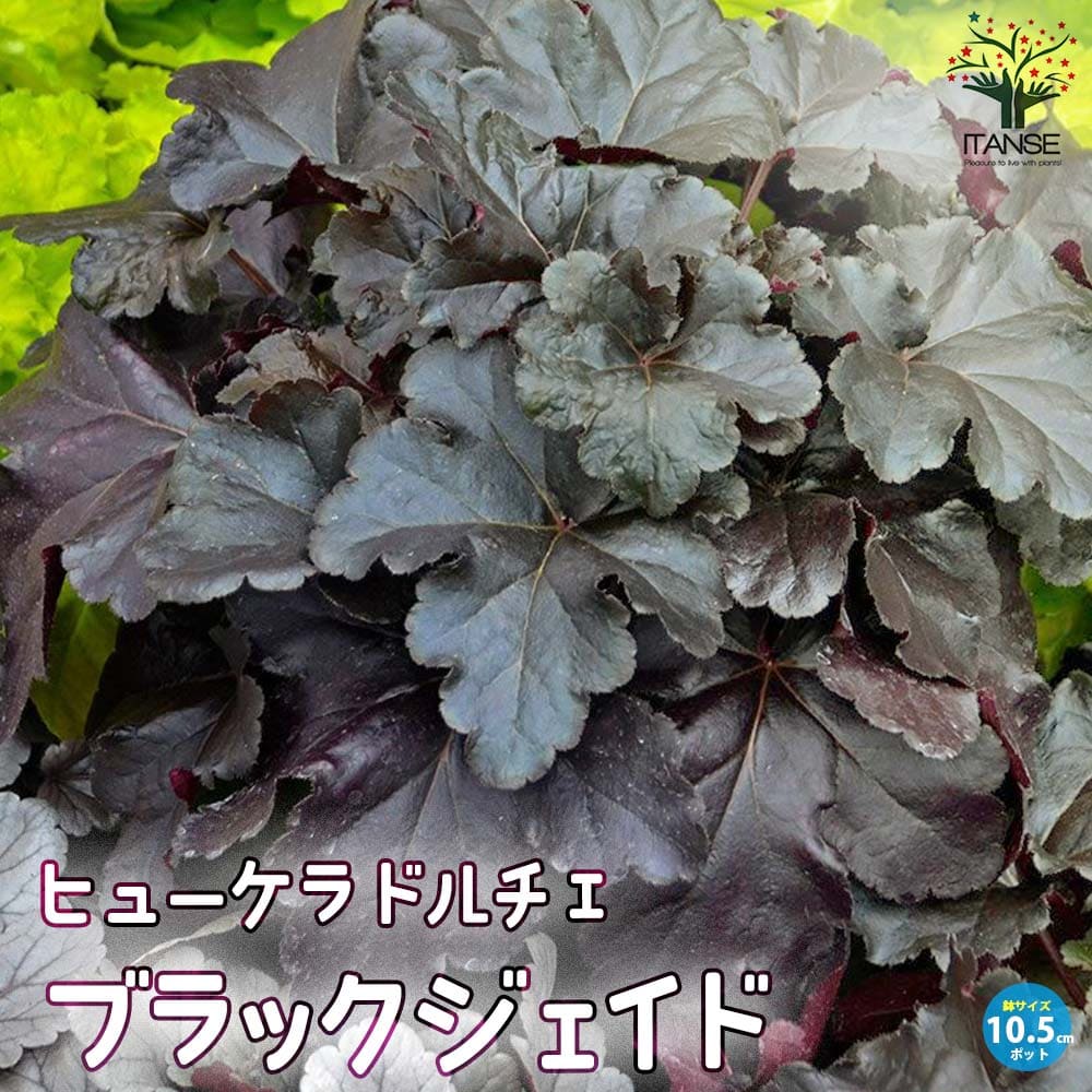 ヒューケラ・ドルチェ ブラックジェイド 【花苗 10.5cmポット苗 カラーリーフ・多年草】