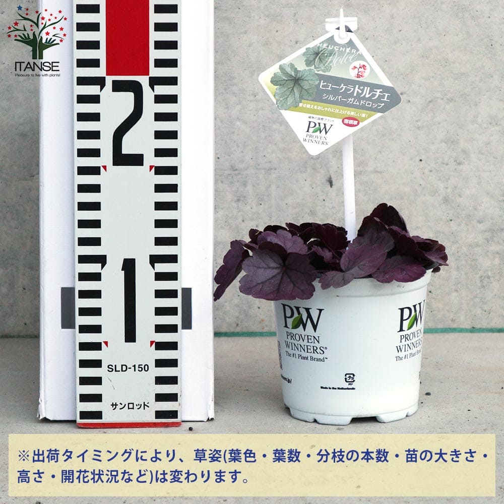 ヒューケラ・ドルチェ シルバーガムドロップ【花苗 10.5cmポット苗