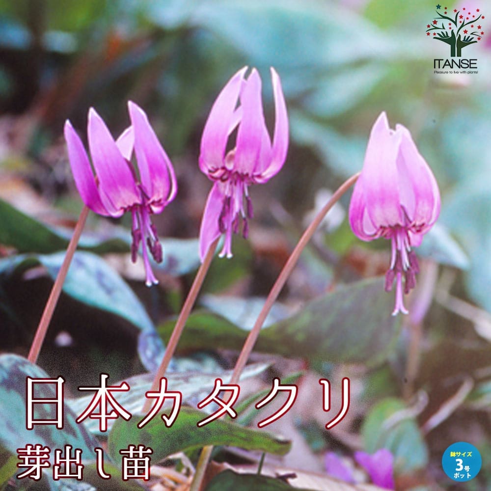 カタクリ　　苗　※希望本数ありましたらコメントへ 日本カタクリ 芽出し苗【花苗 3号ポット】｜ 【植物のITANSE 花