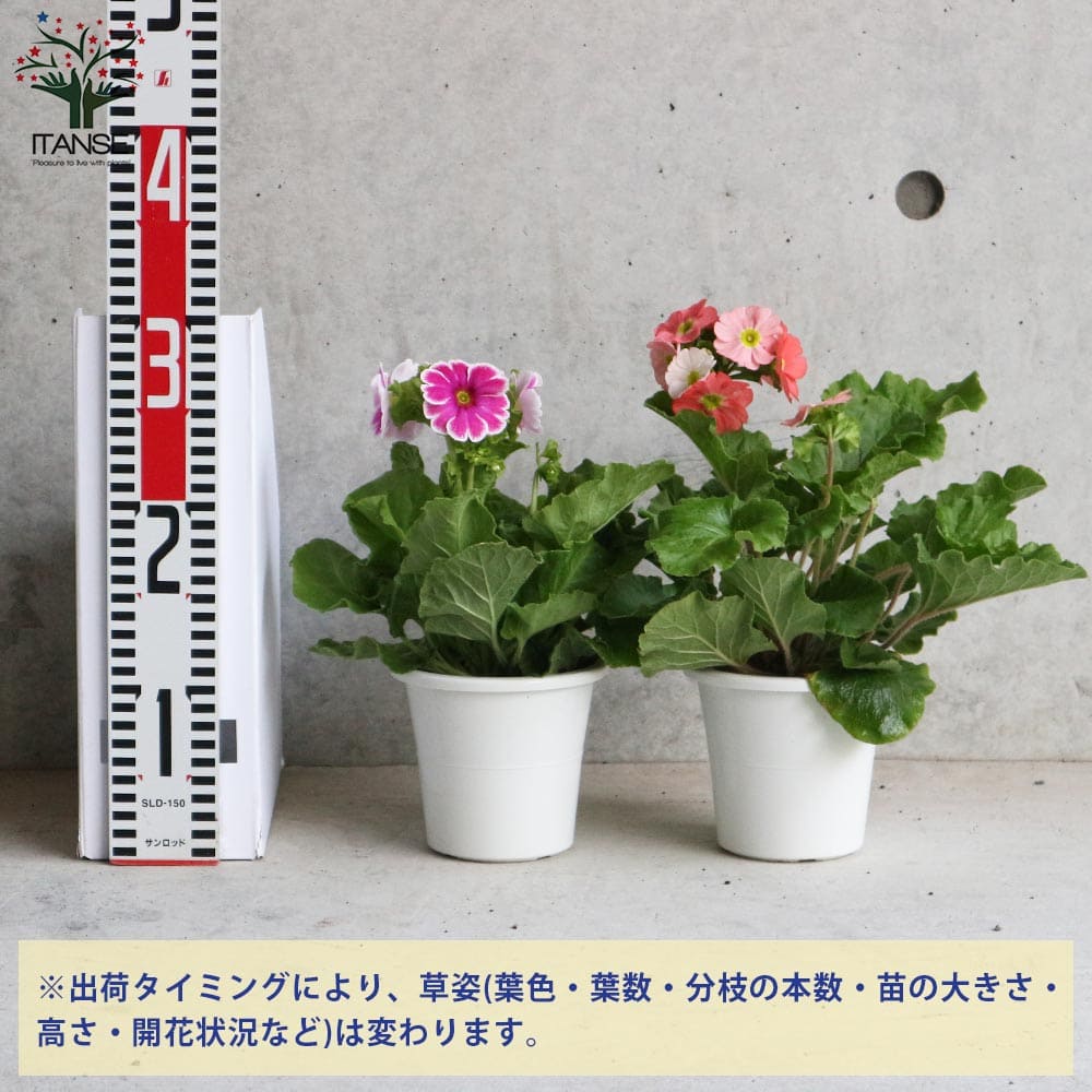 プリムラ・オブコニカ・リブレ 色ミックス見計らい2個～【花苗 4号