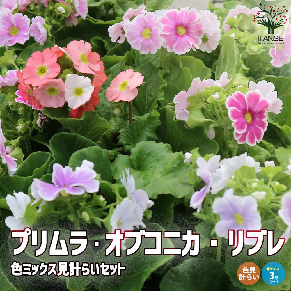 プリムラ・オブコニカ・リブレ 色ミックス見計らい2個～【花苗 4号ポット】