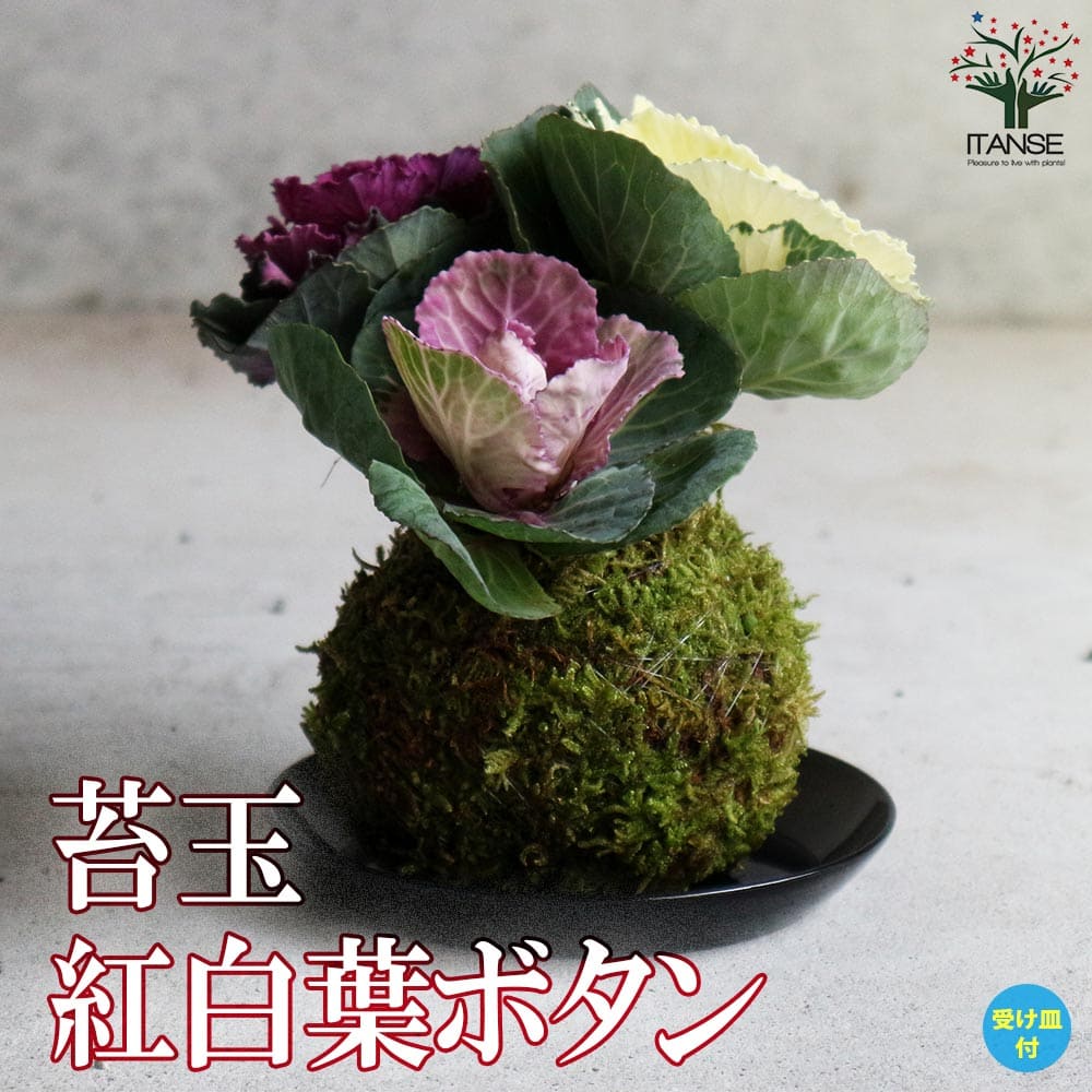 苔玉 紅白葉ボタン (受け皿付)【花苗】