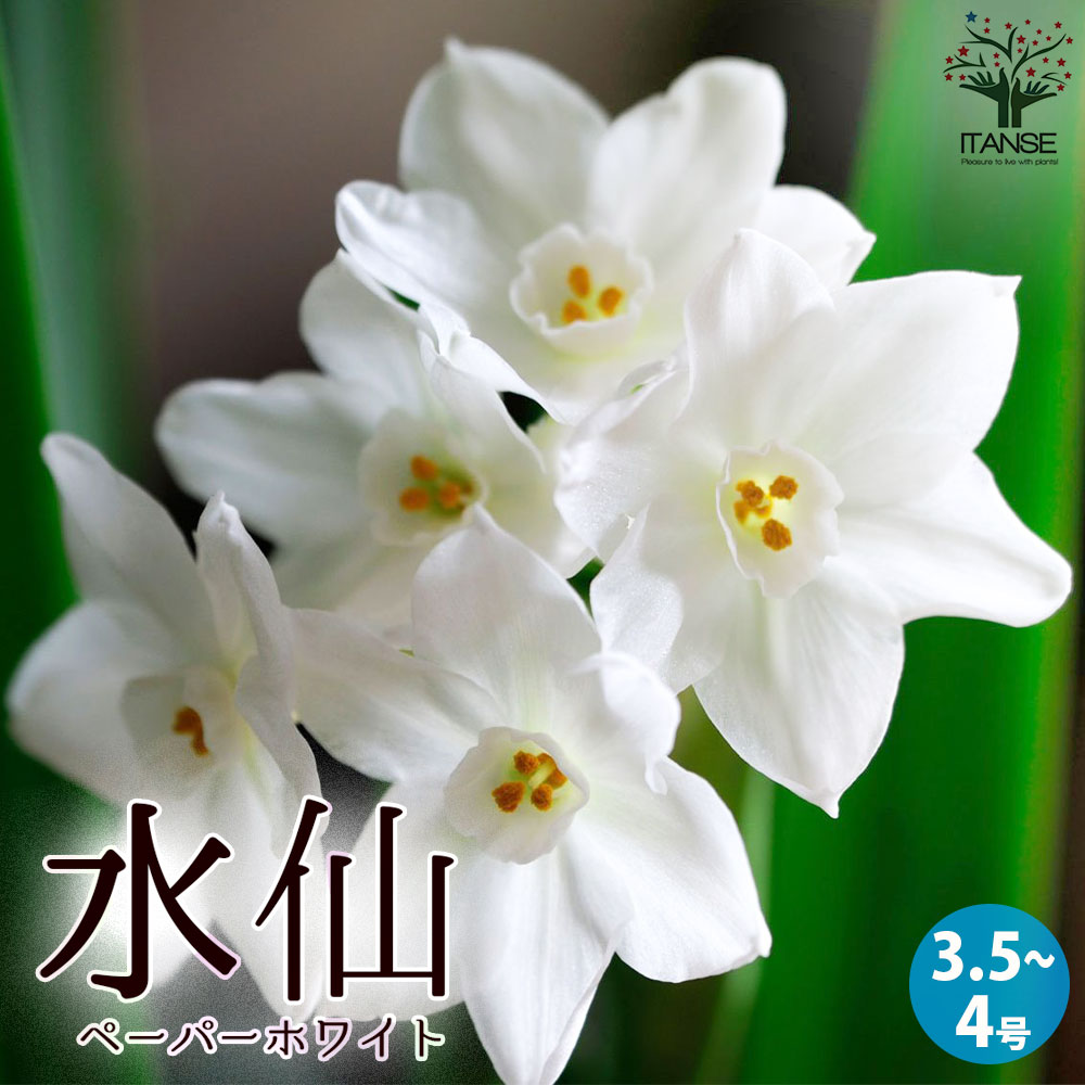 水仙 ペーパーホワイト 【花苗 3.5～4号ポット 球根芽出し苗】