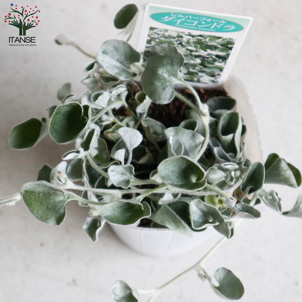 ダイコンドラ アルゲンテア シルバーフォールズ 【花苗 2.5号ロング