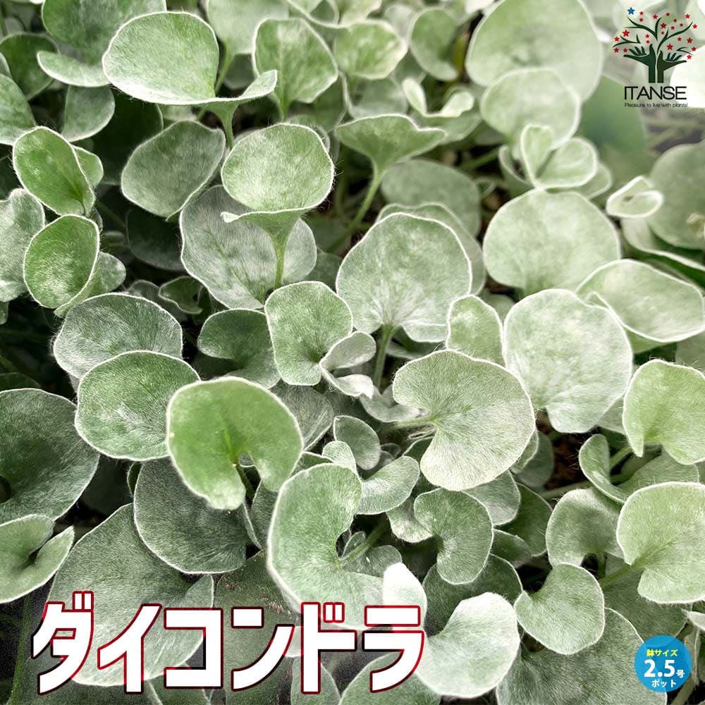 ダイコンドラ アルゲンテア シルバーフォールズ 【花苗 2.5号ロング