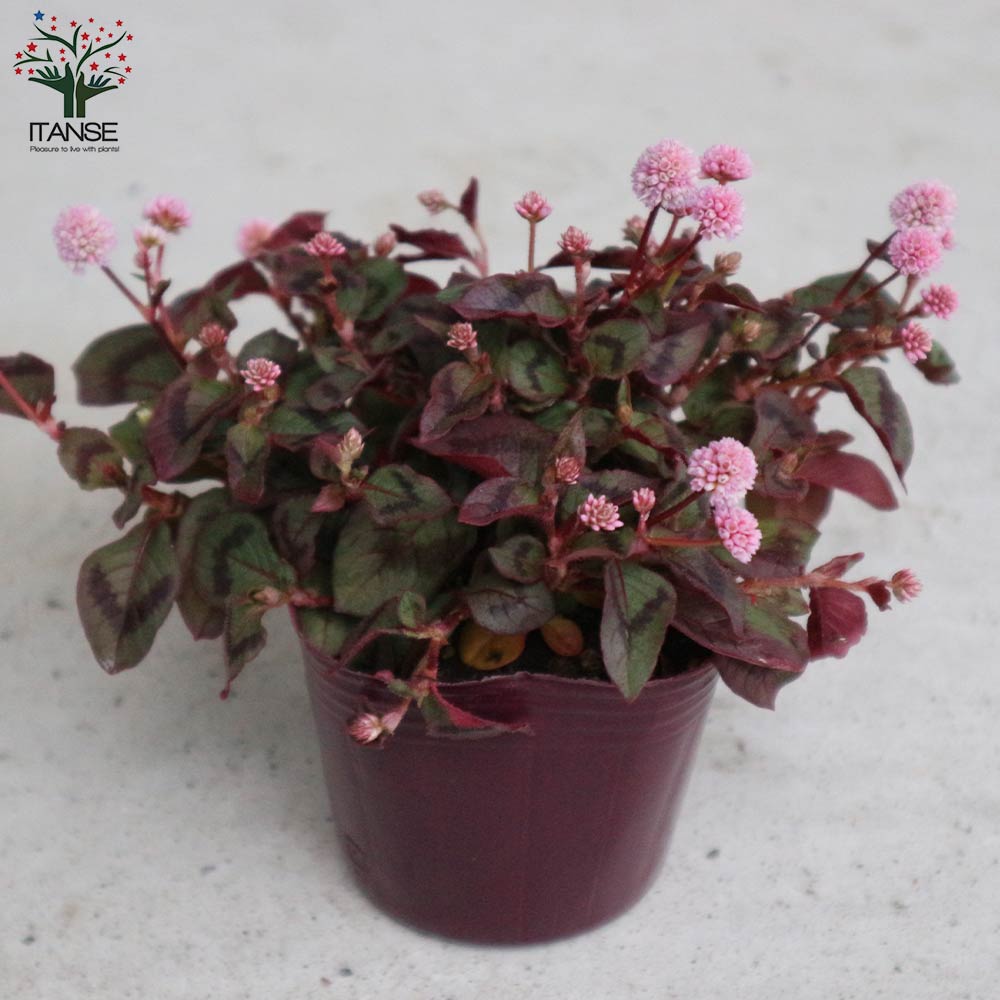 ポリゴナム (ヒメツルソバ)【花苗 3号ポット苗 グランドカバー苗