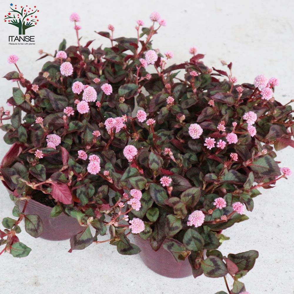 ポリゴナム (ヒメツルソバ)【花苗 3号ポット苗 グランドカバー苗