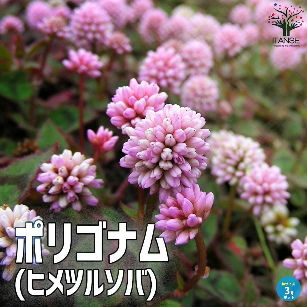 ポリゴナム (ヒメツルソバ)【花苗 3号ポット苗 グランドカバー苗