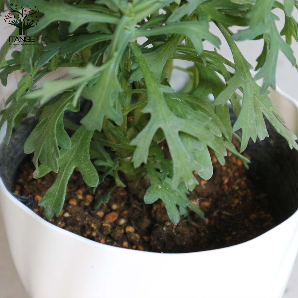 マーガレット・スイートピンク(アンジェリックスイーツ)【花苗 5