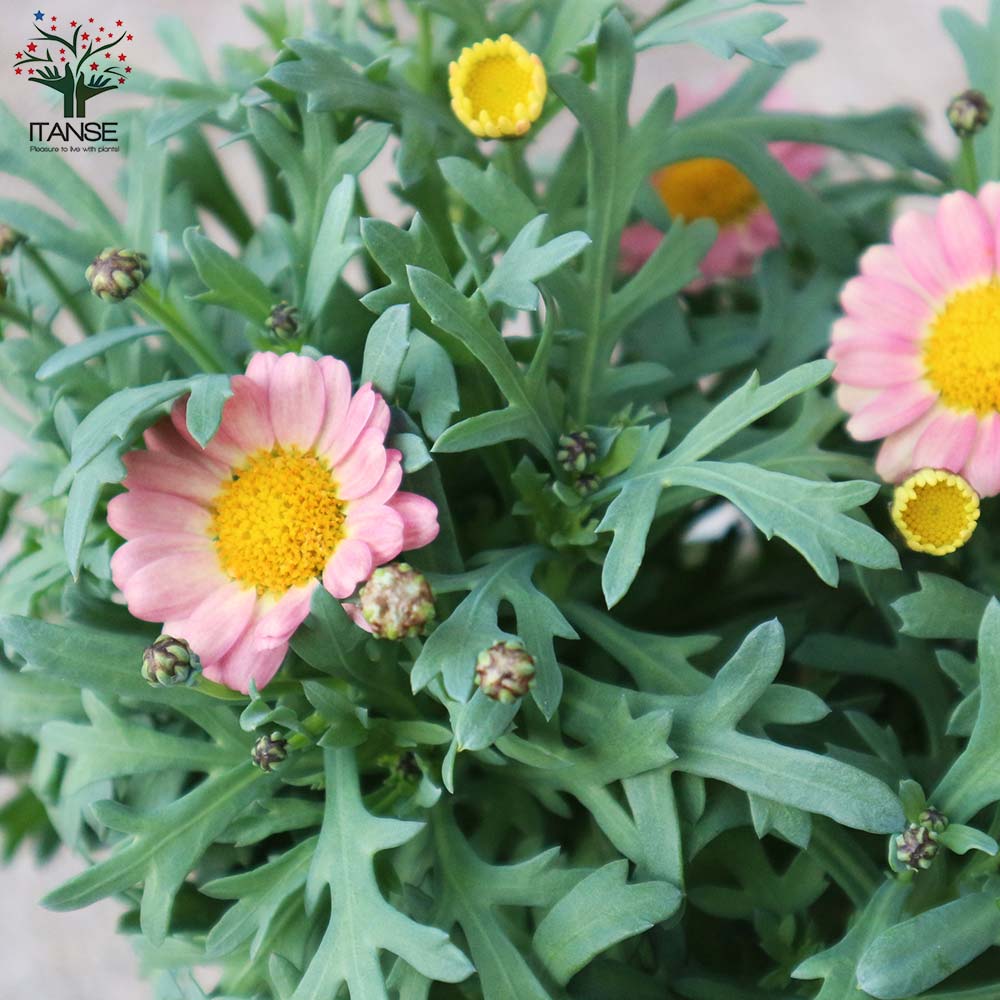 マーガレット・スイートピンク(アンジェリックスイーツ)【花苗 5