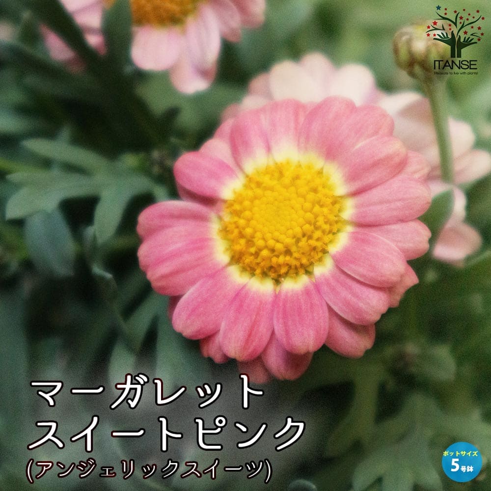 マーガレット・スイートピンク(アンジェリックスイーツ)【花苗 5号鉢】