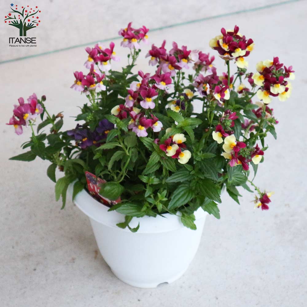 宿根ネメシア・エッセンシャル 色ミックス(花色の例：白、紫、ピンク