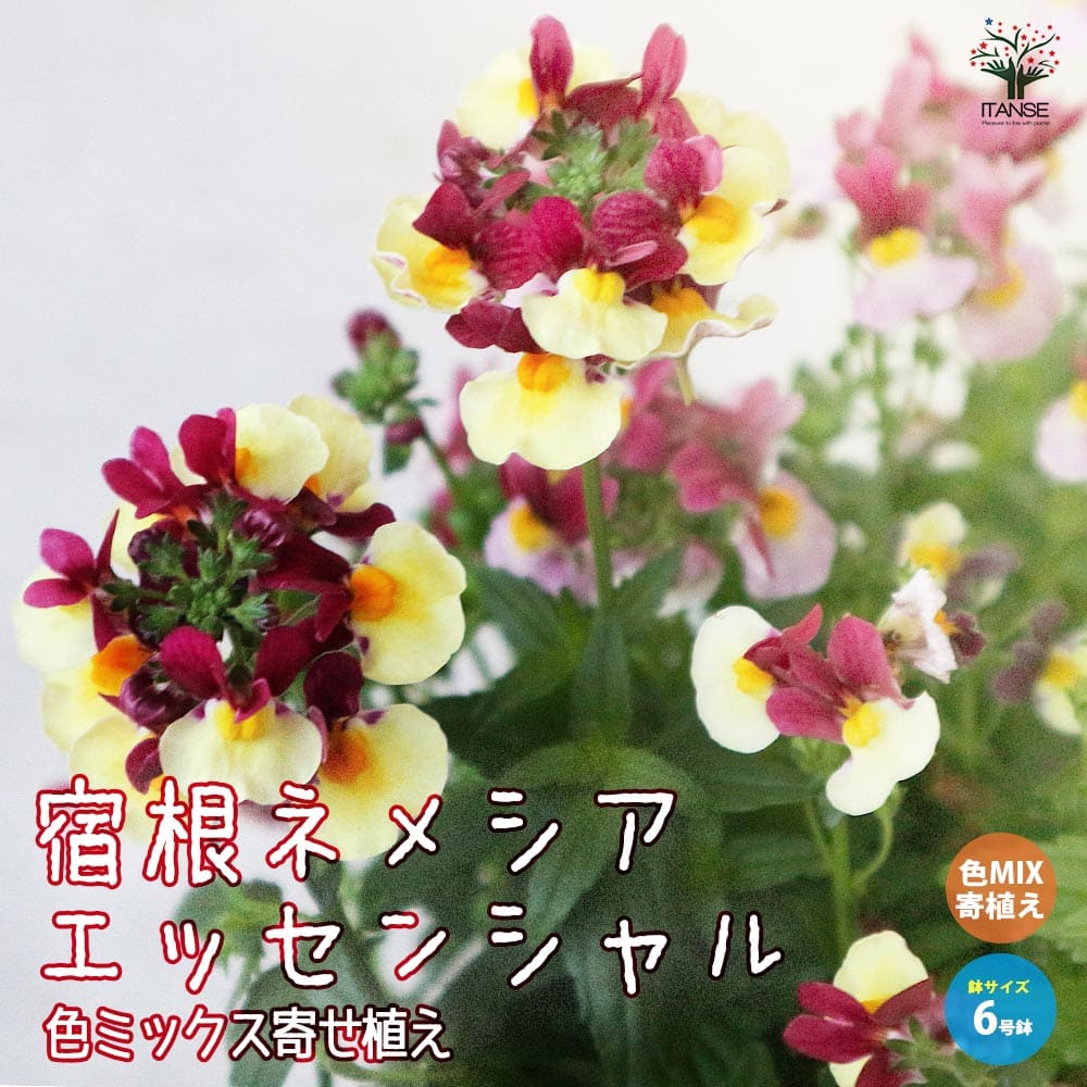 宿根ネメシア・エッセンシャル 色ミックス(花色の例：白、紫、ピンク、黄色、複色)【花苗 寄せ植え 6号鉢】