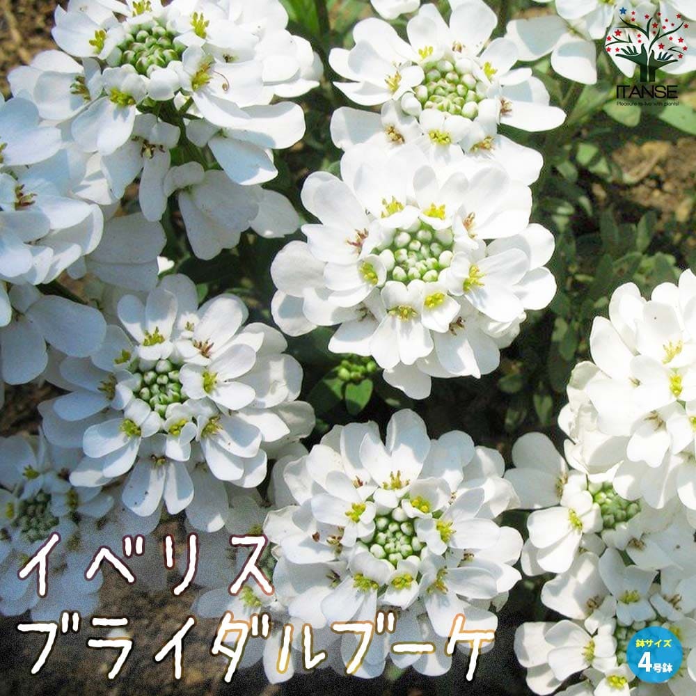 宿根イベリス・ブライダルブーケ 【花苗 4号ポット 多年草】