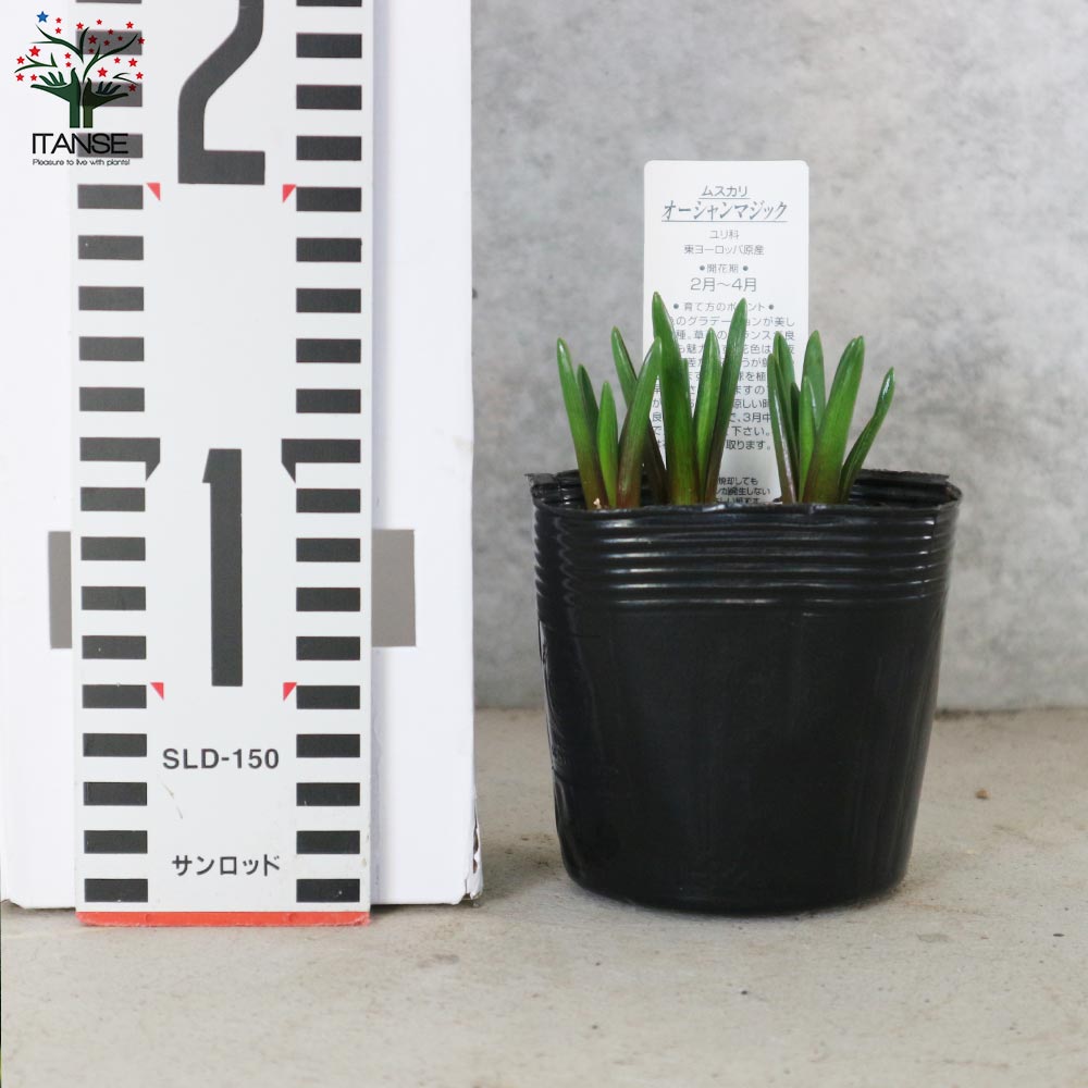 ムスカリ・オーシャンマジック 【花苗 3.5号ポット苗 球根芽出し苗