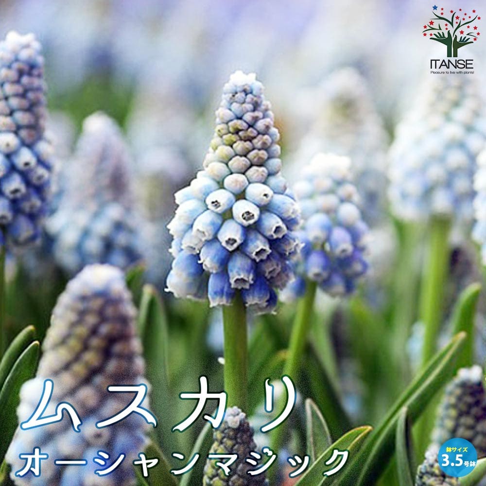ムスカリ・オーシャンマジック 【花苗 3.5号ポット苗 球根芽出し苗】