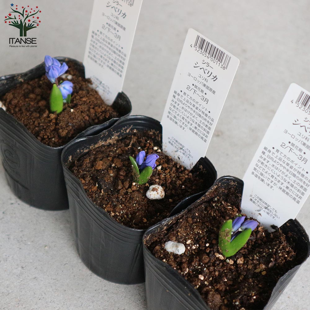 シラー・シベリカ【花苗 3号ポット 球根芽出し苗】｜ 【植物の