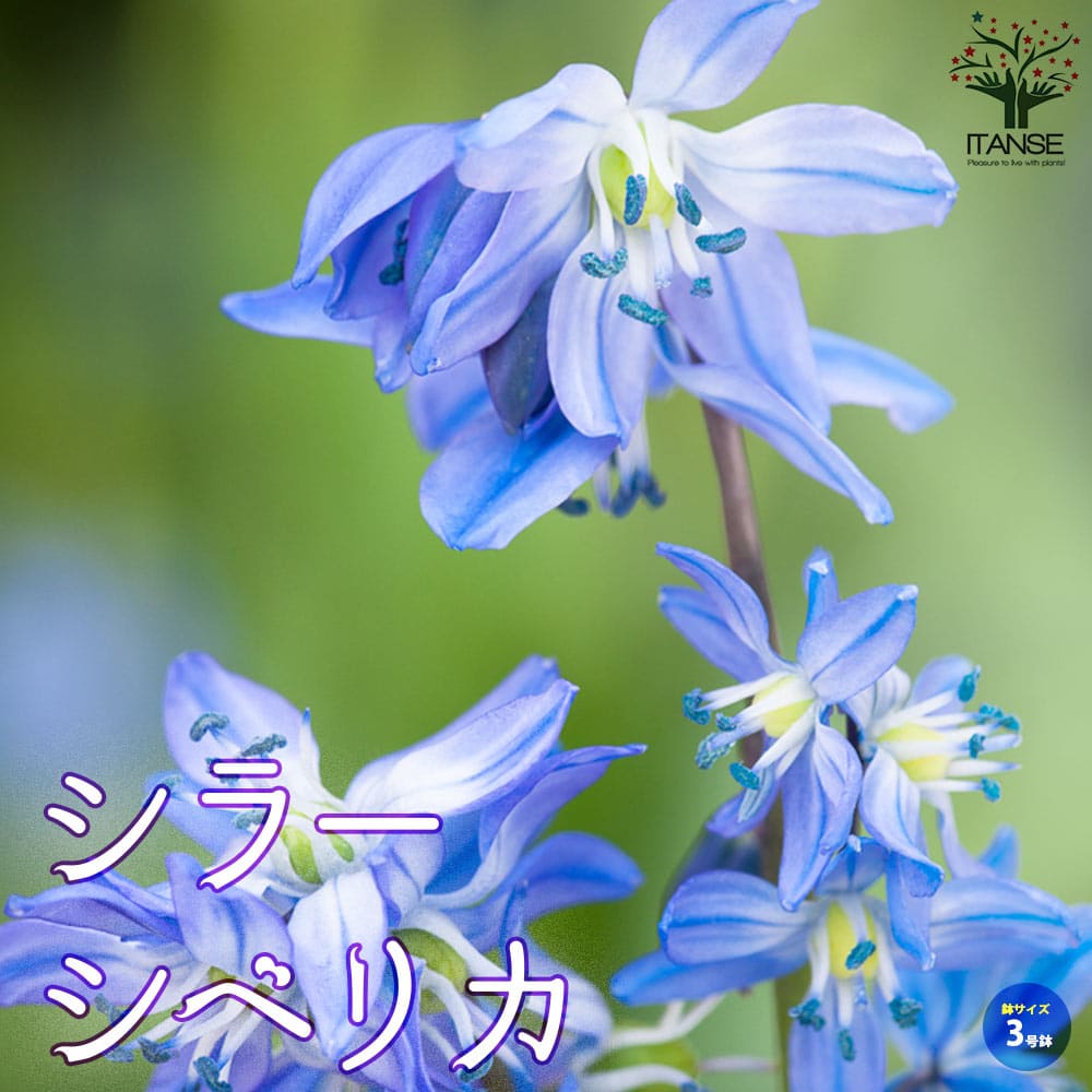 シラー・シベリカ【花苗 3号ポット 球根芽出し苗】