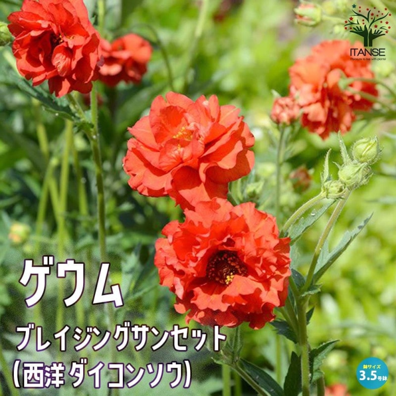 オリーブの苗木 ネバディロブランコ【果樹苗／5号ポット挿し木苗／1個