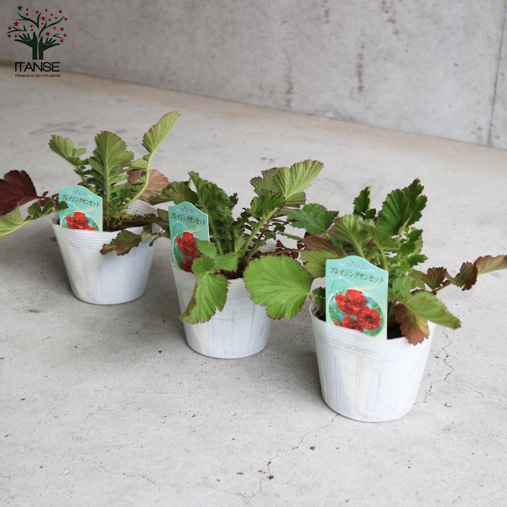 ゲウム ブレイジングサンセット【花苗 3.5号 花苗】｜ 【植物の