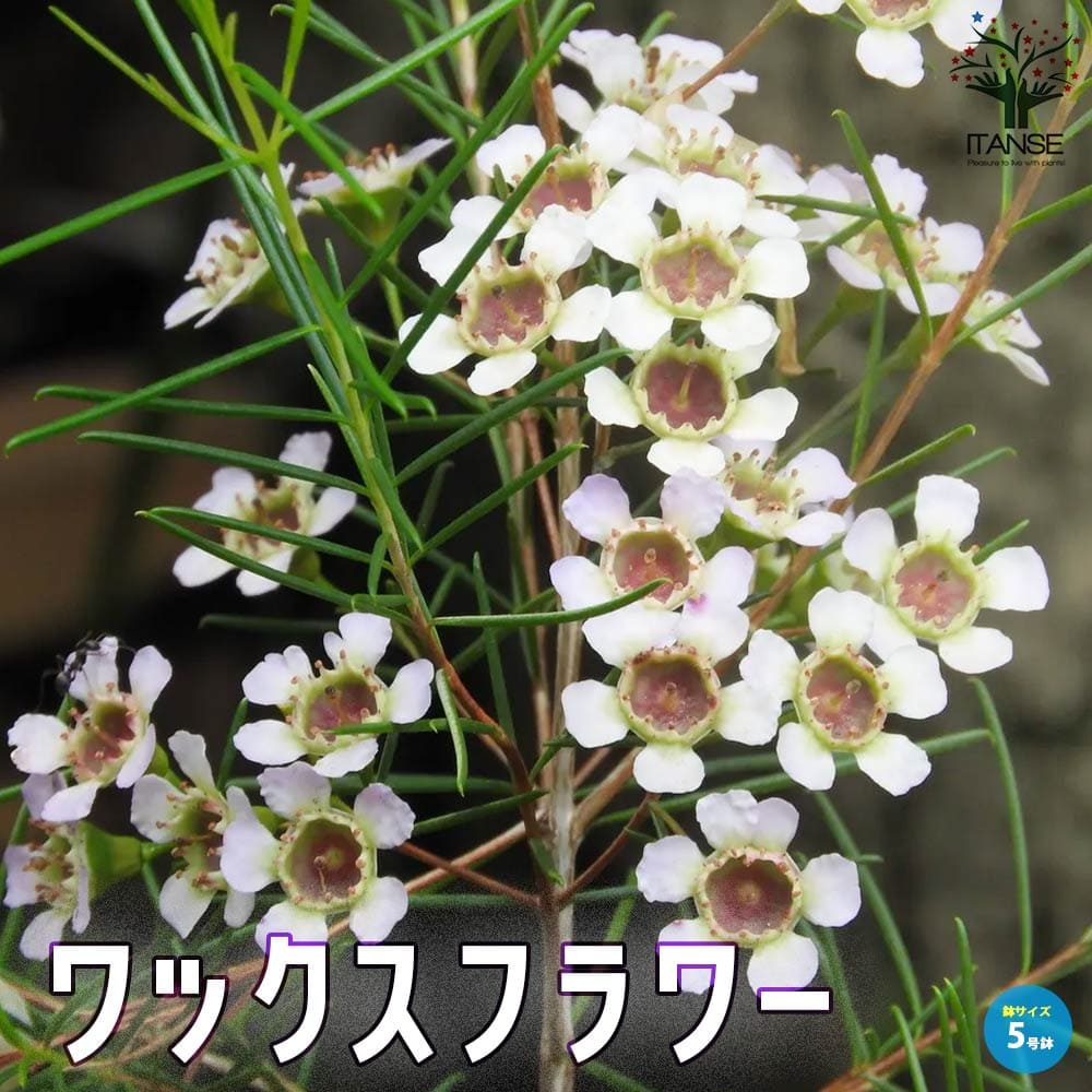 ワックスフラワー 【花苗 5号 花木】｜ 【植物のITANSE