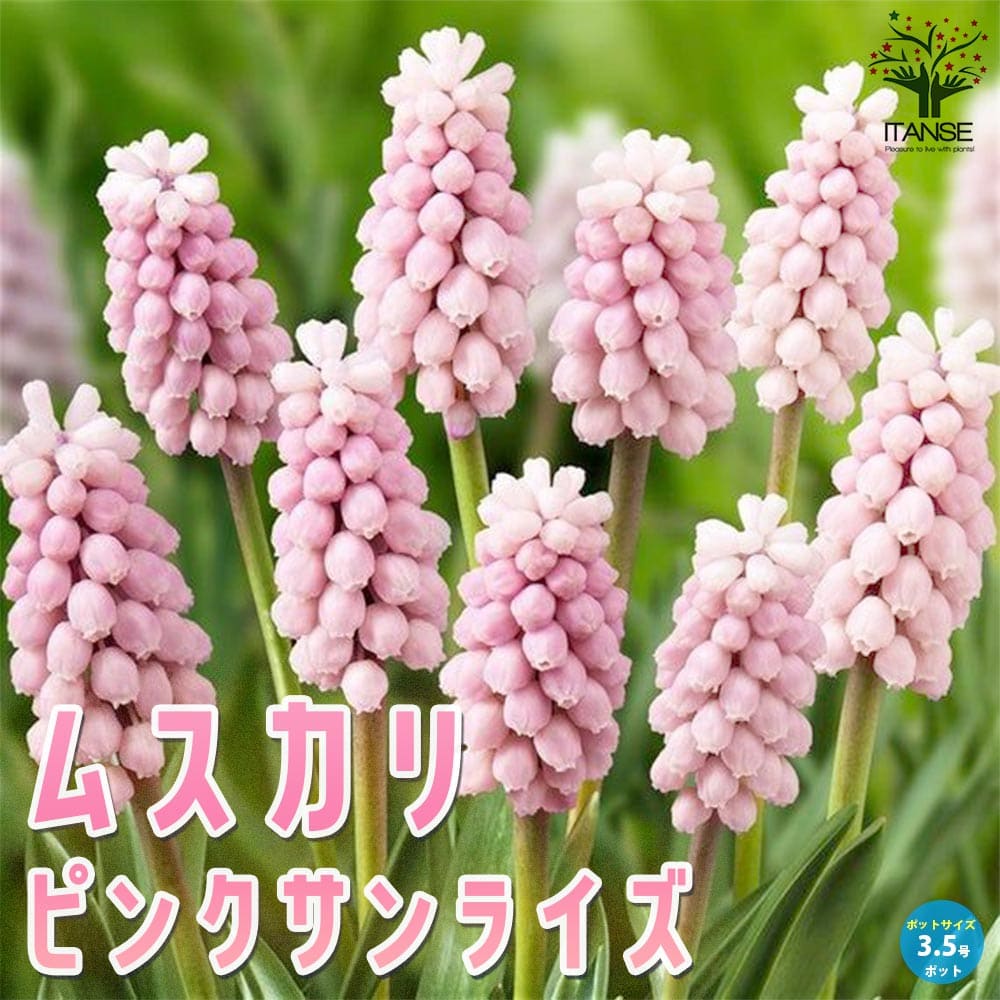 ムスカリ ピンクサンライズ【花苗 3.5号】