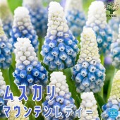 ムスカリ マウンテンレディー【花苗 3.5号】|花苗