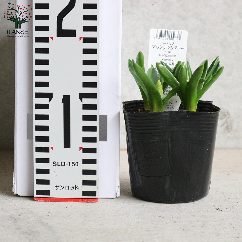 ムスカリ マウンテンレディー【花苗 3.5号】｜ 【植物のITANSE