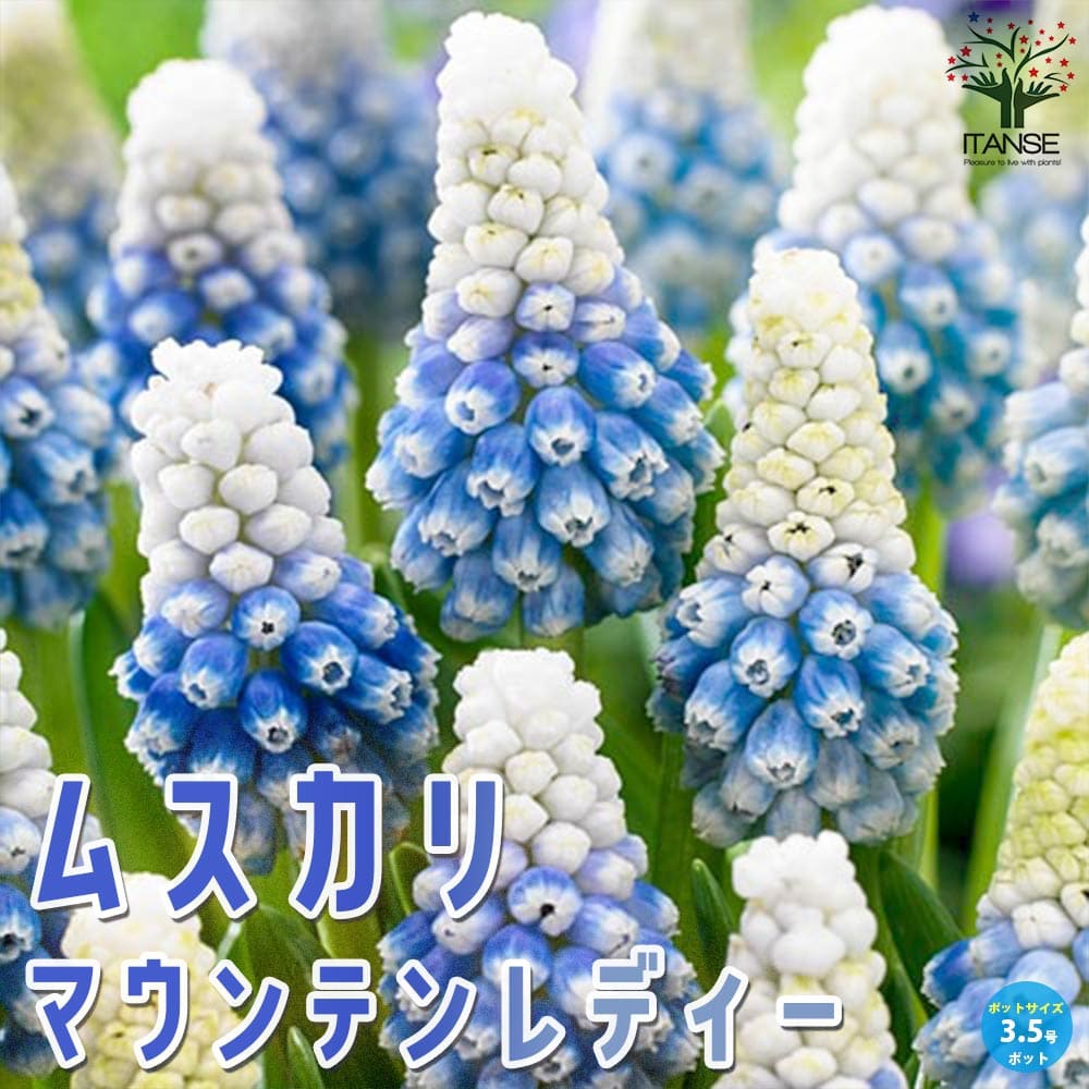 ムスカリ マウンテンレディー【花苗 3.5号】