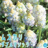 ムスカリ ダブルマジック【花苗 3.5号】|花苗
