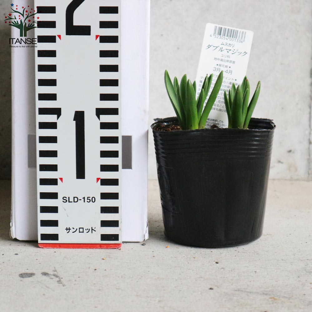 ムスカリ ダブルマジック【花苗 3.5号】｜ 【植物のITANSE】全品