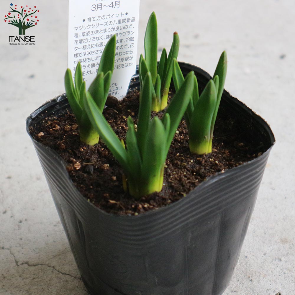 ムスカリ ダブルマジック【花苗 3.5号】｜ 【植物のITANSE】全品