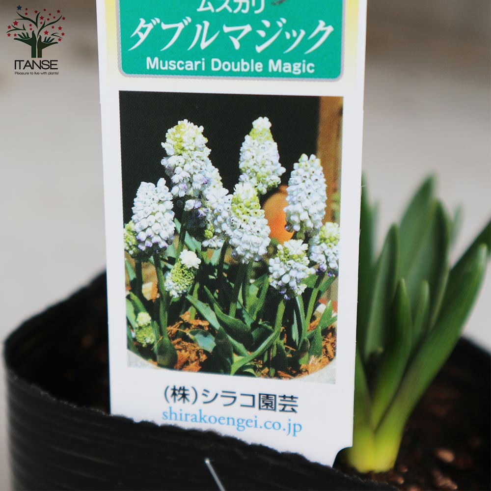 ムスカリ ダブルマジック【花苗 3.5号】｜ 【植物のITANSE】全品