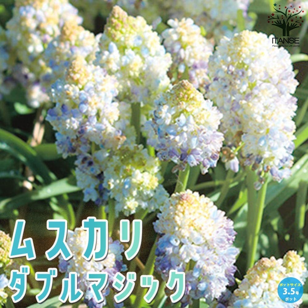 ムスカリ ダブルマジック【花苗 3.5号】