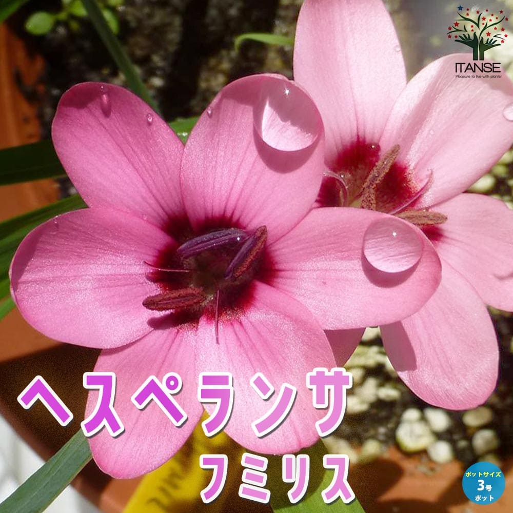 ヘスペランサ フミリス【花苗 3号】｜ 【植物のITANSE】全品送料