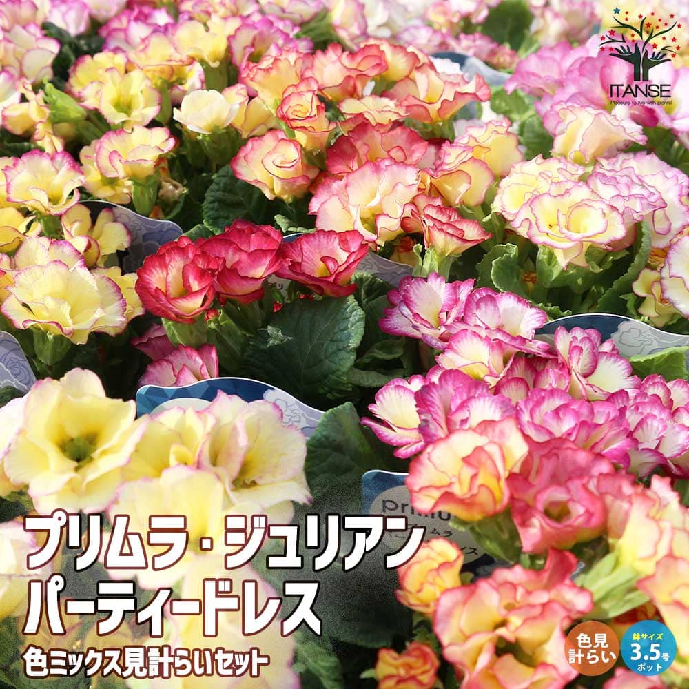 プリムラ・ジュリアン パーティードレス 2個～【花苗 10.5cmポット苗 色MIX】
