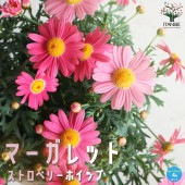 マーガレット・ストロベリーホイップ【花苗 4号鉢】|花苗