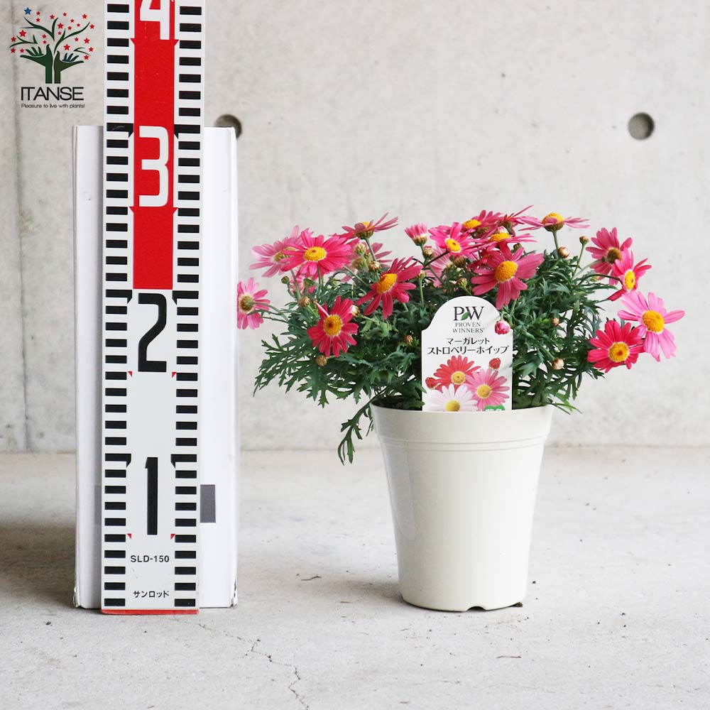 マーガレット・ストロベリーホイップ【花苗 4号鉢】｜ 【植物の