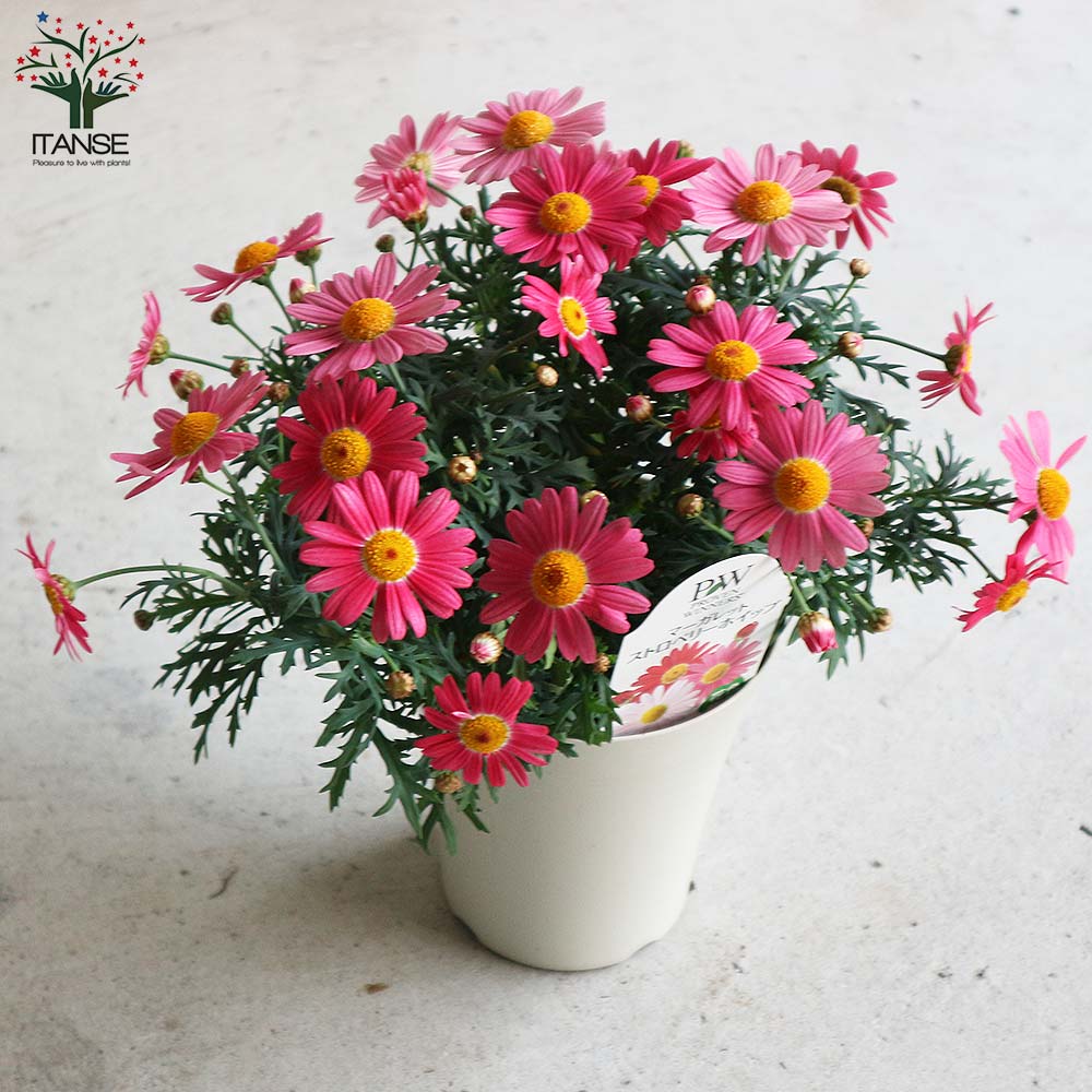 マーガレット・ストロベリーホイップ【花苗 4号鉢】｜ 【植物の