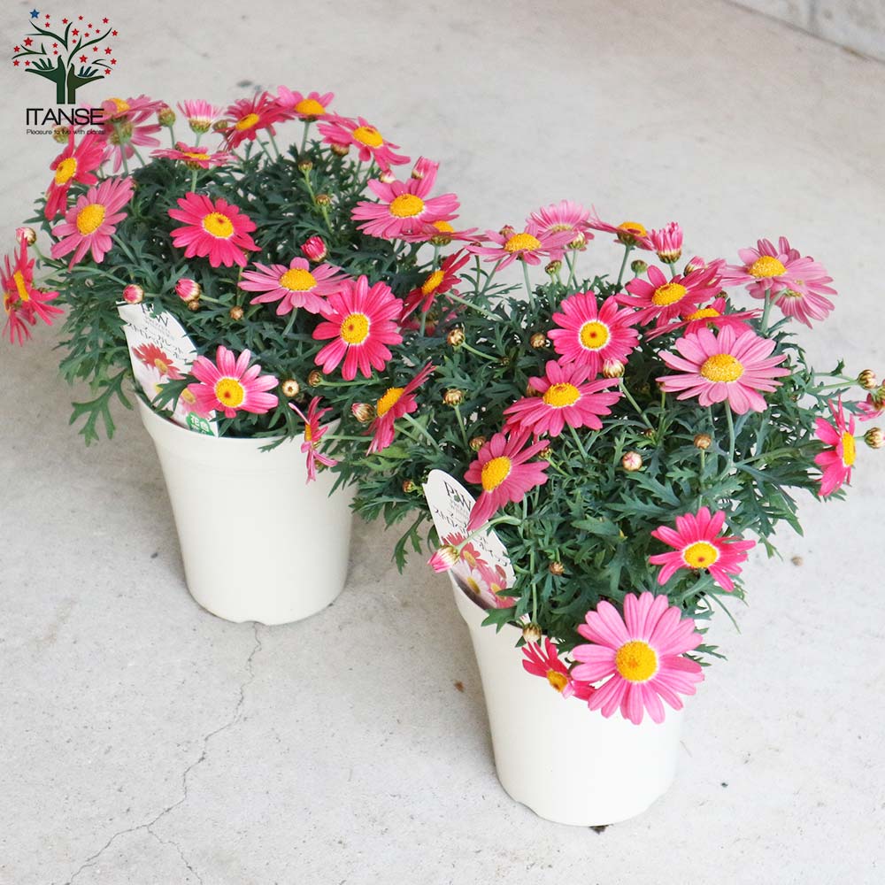 マーガレット・ストロベリーホイップ【花苗 4号鉢】｜ 【植物の